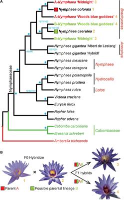 Phylogenomics as an effective approach to untangle cross-species hybridization event: A case study in the family Nymphaeaceae